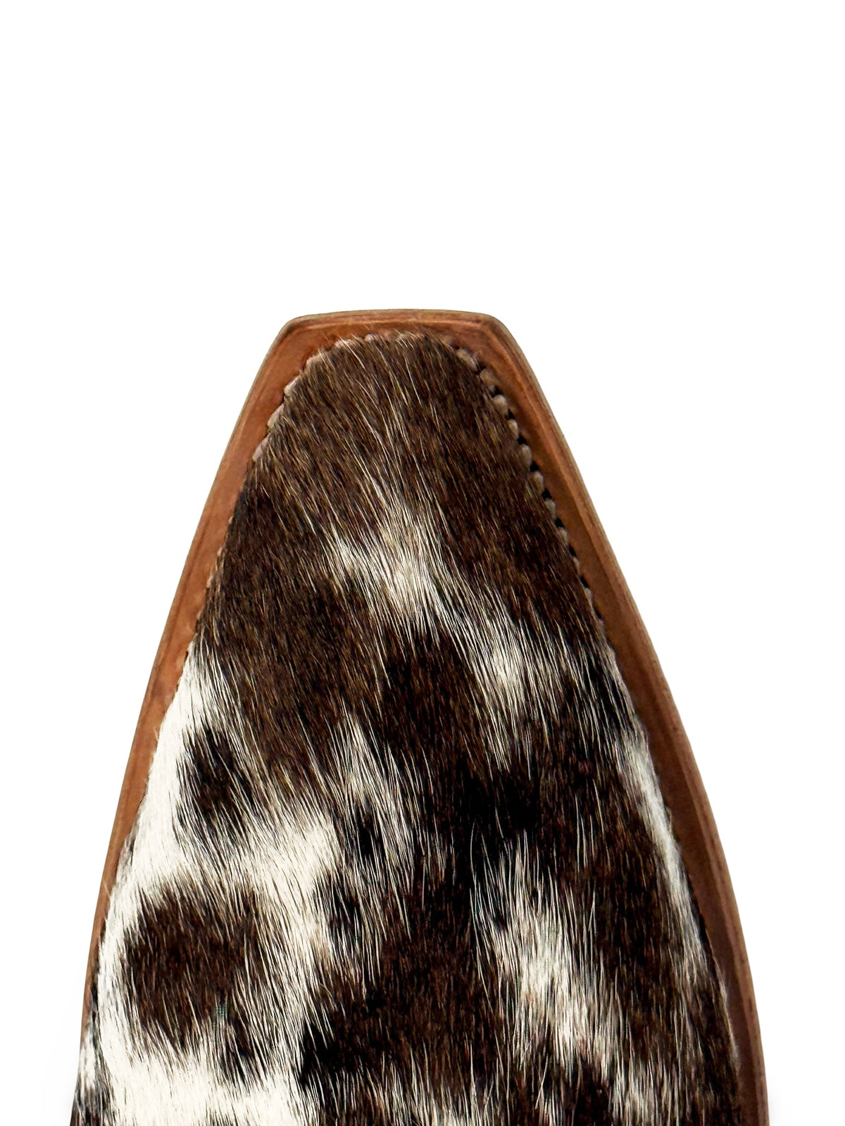 Appaloosa